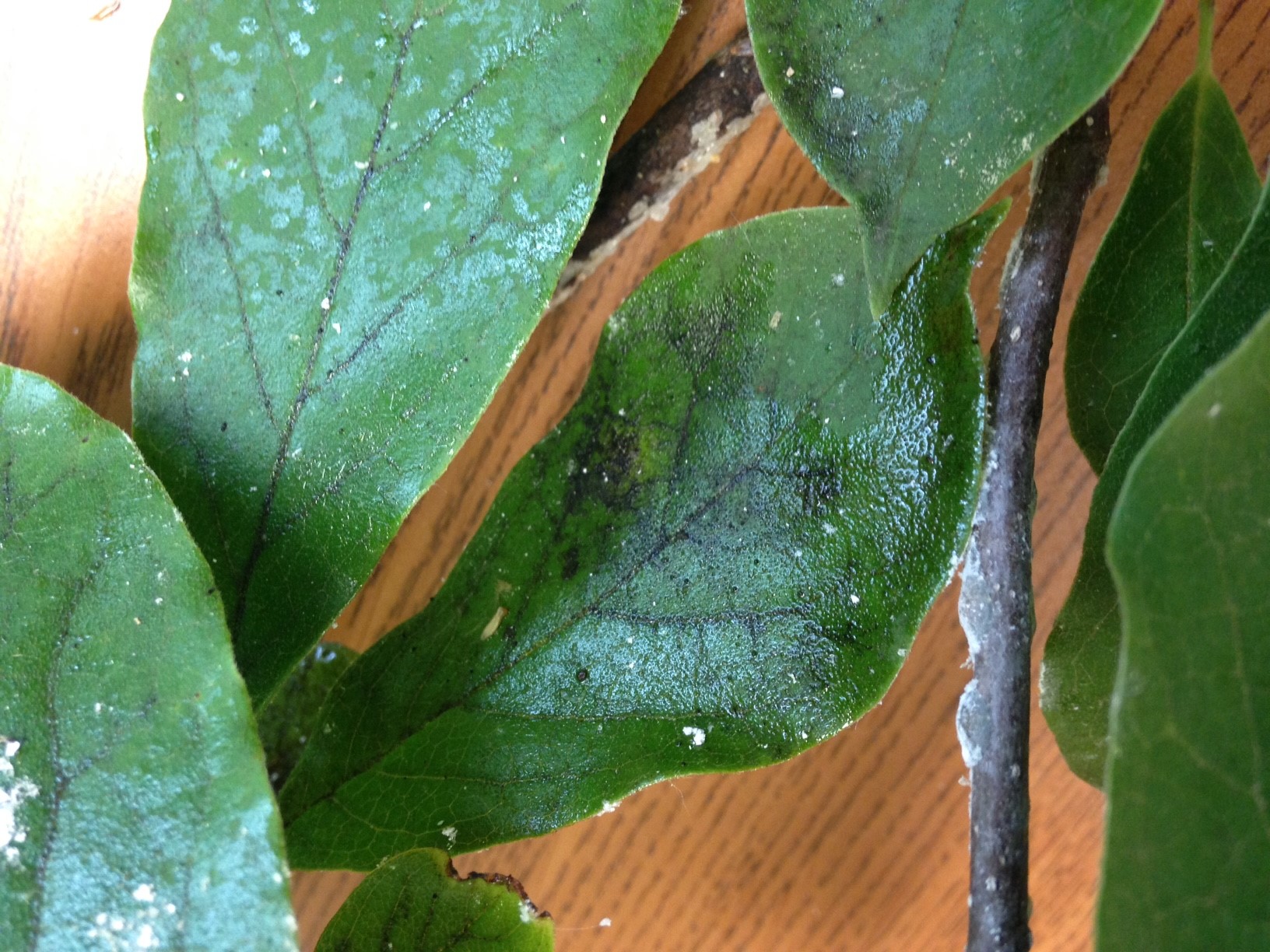 Sooty mold on magnolia leaves